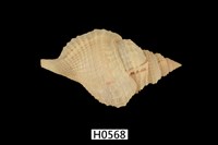 藏品(毛扭法螺)的圖片